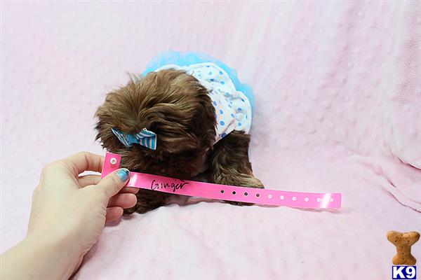 lvpuppyheaven Picture 2